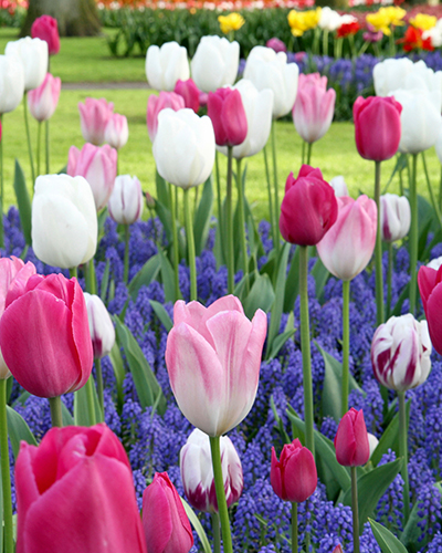 Dancing Tulips.jpg